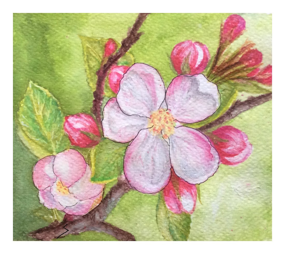 Apple blossoms - water colour by SumathiALN