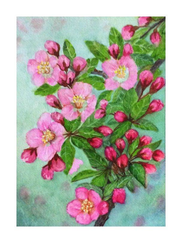 Crab apple blossoms -  water colour painting by SumathiALN