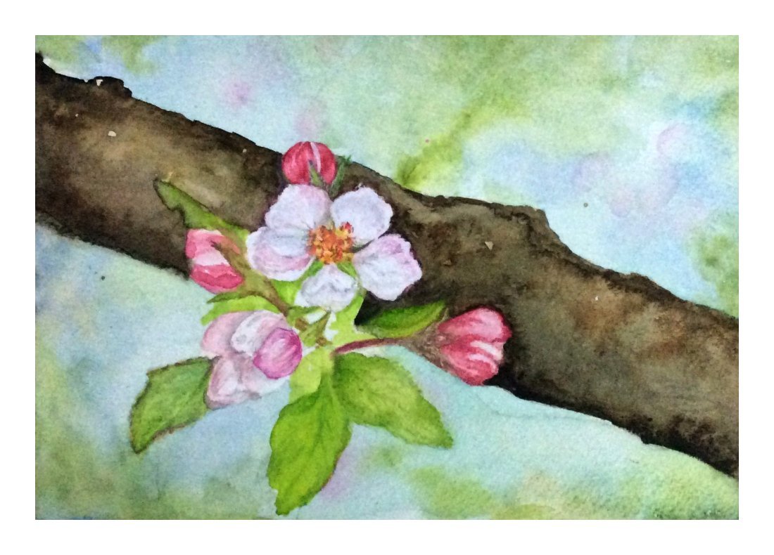 Apple blossoms - water colour by SumathiALN