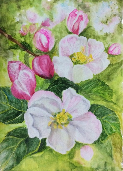 Apple blossoms - water colour by SumathiALN