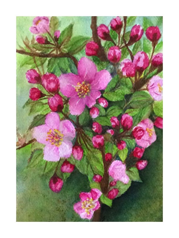 Crab apple blossoms -  water colour painting by SumathiALN